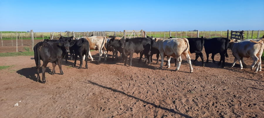 Lote 20 Terneros/as en Gral. Lamadrid, Buenos Aires
