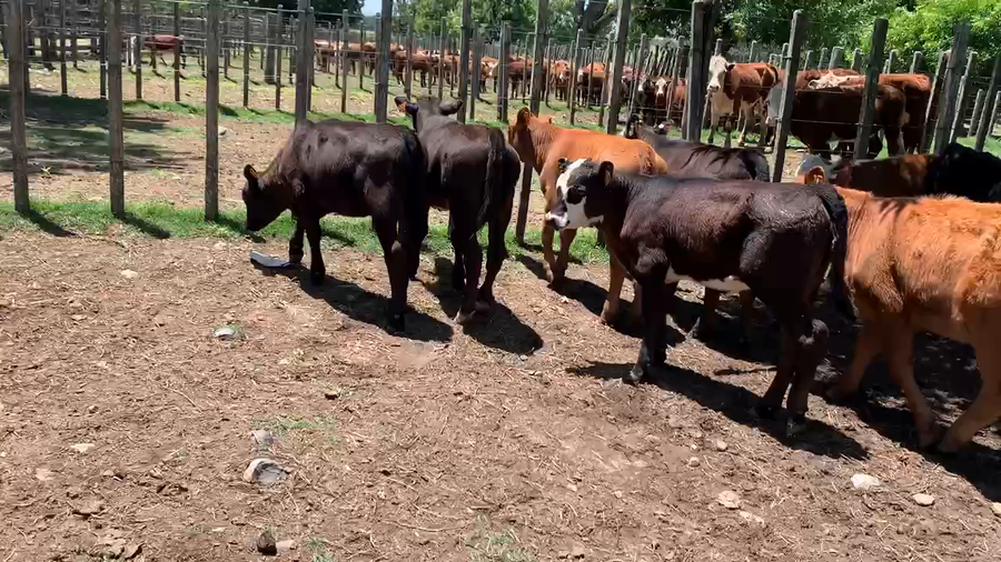 Lote 14 Terneras en Melo, Cerro Largo