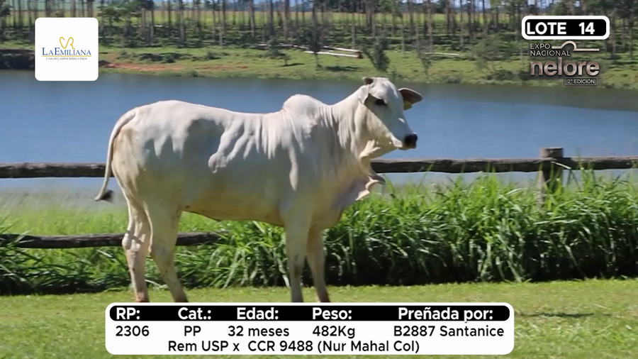Lote Nacional Nelore Campo - Lote 14