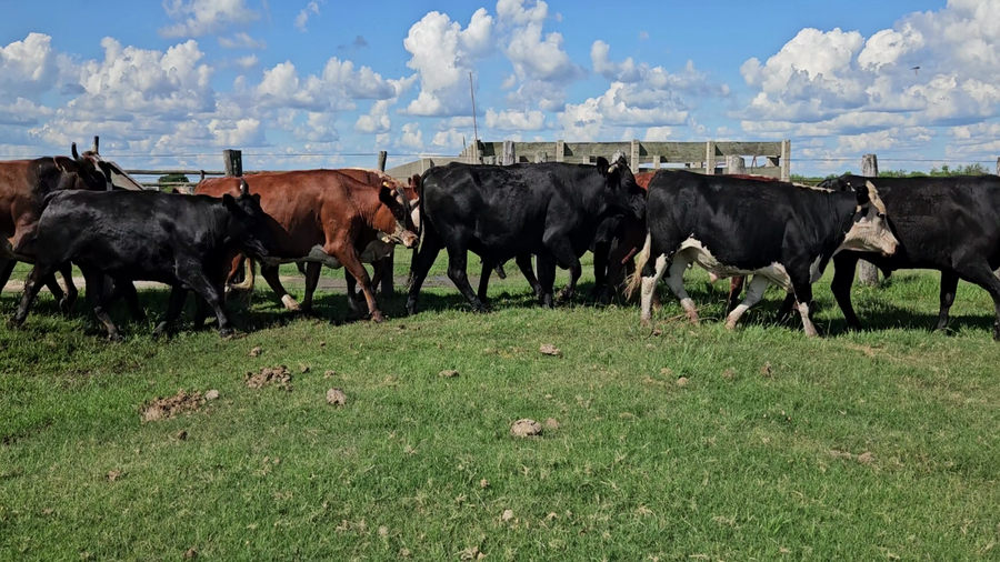 Lote 34 Novillitos/Novillos