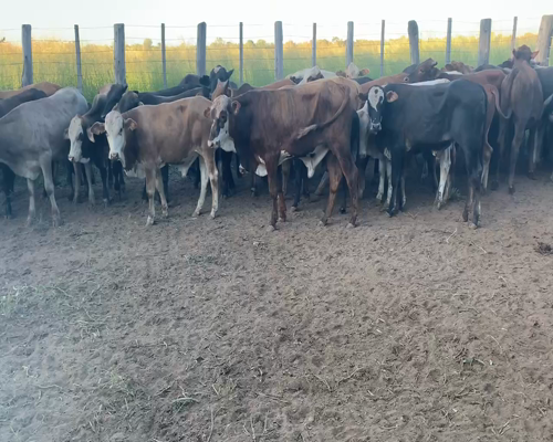 Lote 59 Terneros en Juan José Castelli, Chaco