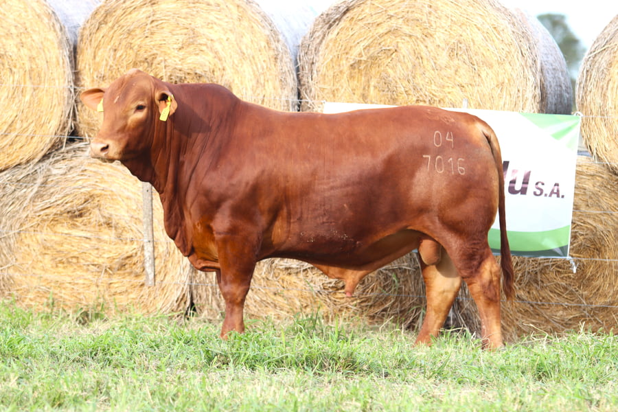 Lote LOTE 83