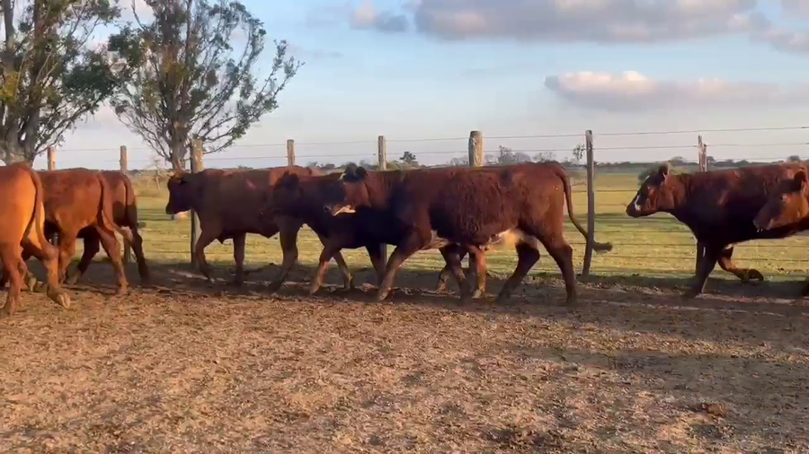 Lote 25 Vaquillonas preñadas en Corrientes, Curuzú-Cuatiá