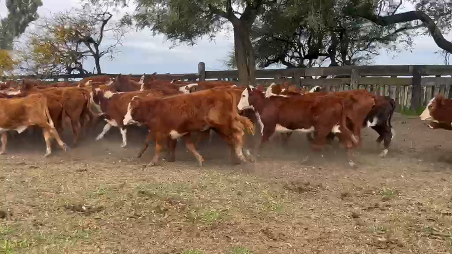 Lote 100 Terneras