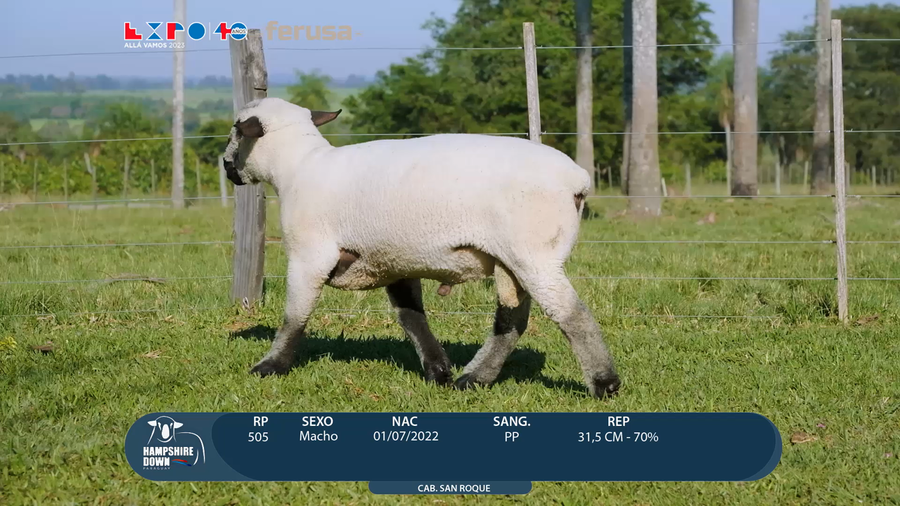 Lote LOTE 55 - BOZAL