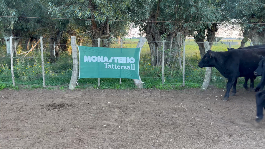 Lote 58 Terneros en La Pampa, Gral. Manuel Campos