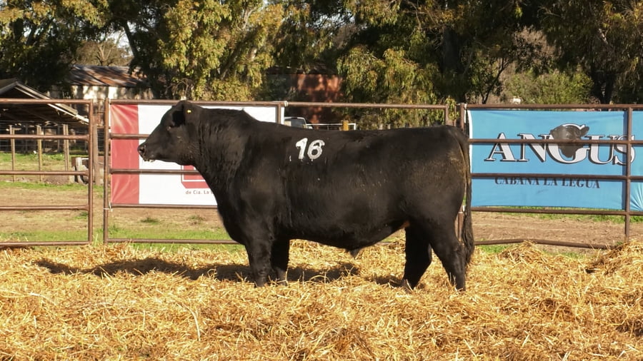 Lote TOROS ANGUS NEGROS PC