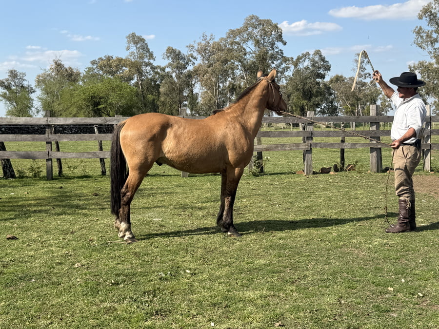 Lote Macho gatiado manso