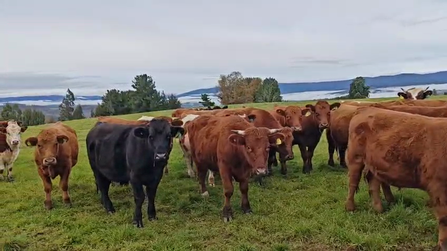 Lote 55 Novillo Engorda en Fresia, X Región Los Lagos