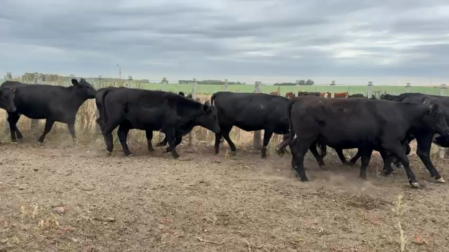 Lote VAQUILLONA PREÑADAS