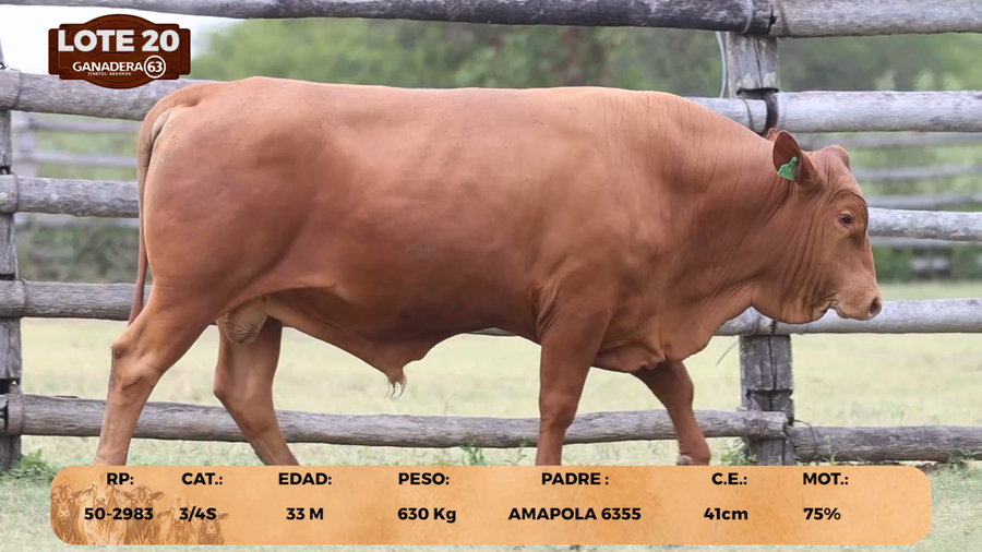 Lote LOTE 20