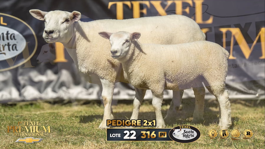Lote PEDIGREE 2X1