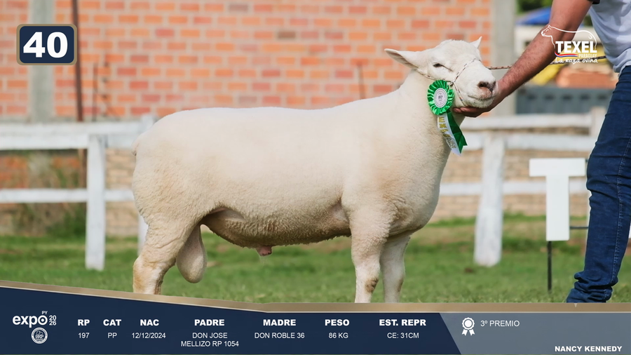 Lote LOTE 40
