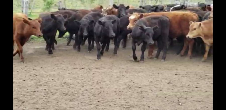 Lote 70 Terneros en Villaguay, Entre Ríos