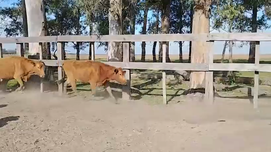 Lote 45 Vacas de invernar en Corrientes, Col. C. Pellegrini