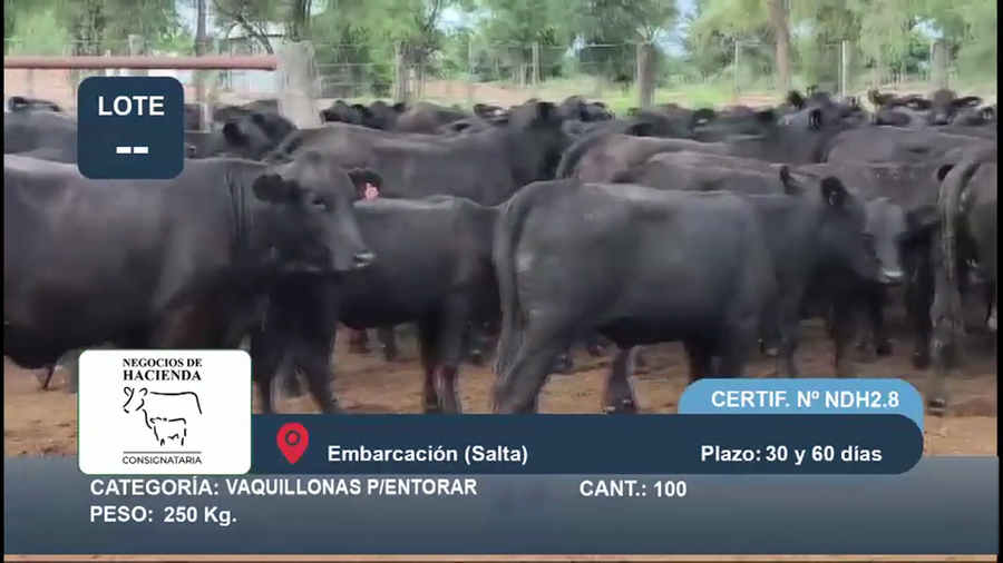 Lote 100 Vaquillonas P/ entorar en Salta, Embarcación