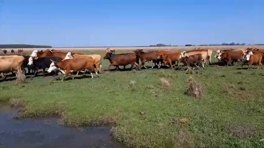 Lote 110 Vacas de invernar en Corrientes, Virasoro