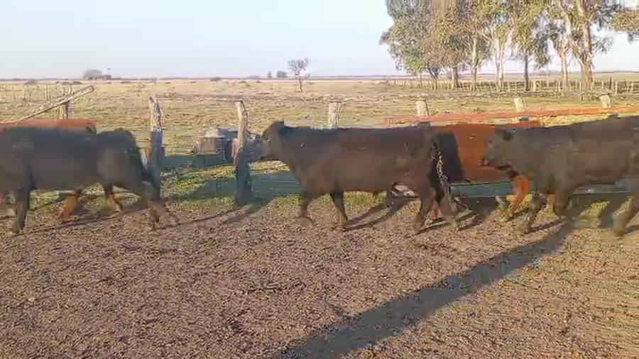 Lote 55 Novillitos en Entre Ríos, Concordia