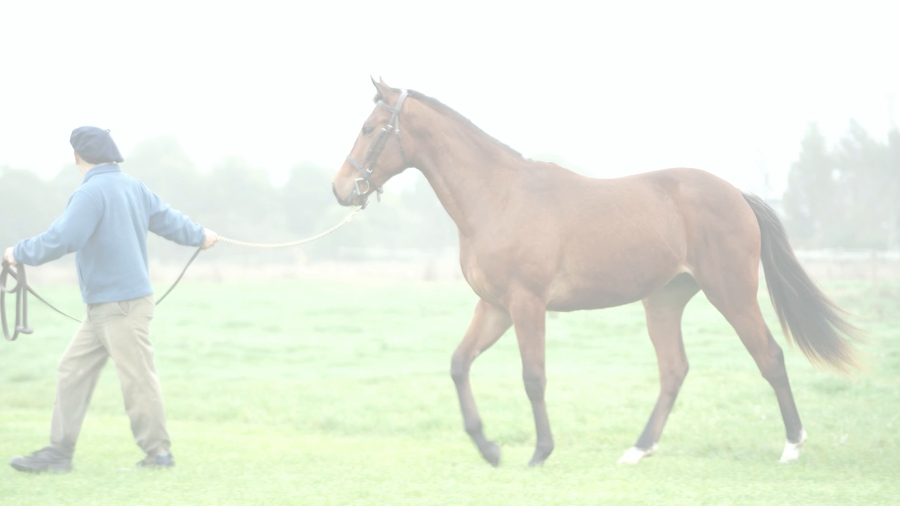 Lote RITMICO MAR (MARIGNAC -  RHYTHMICAL)
