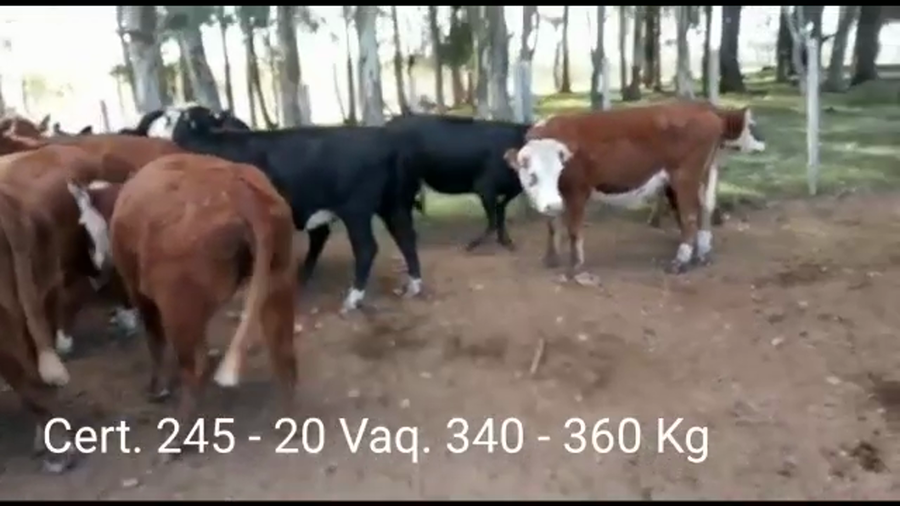 Lote VAQUILLONAS DE 1 A 2 AÑOS