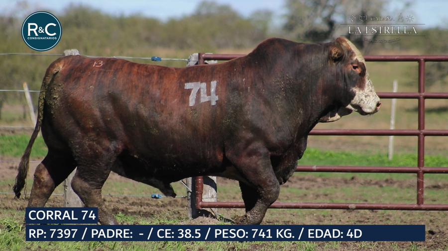 Lote Toro Media sangre