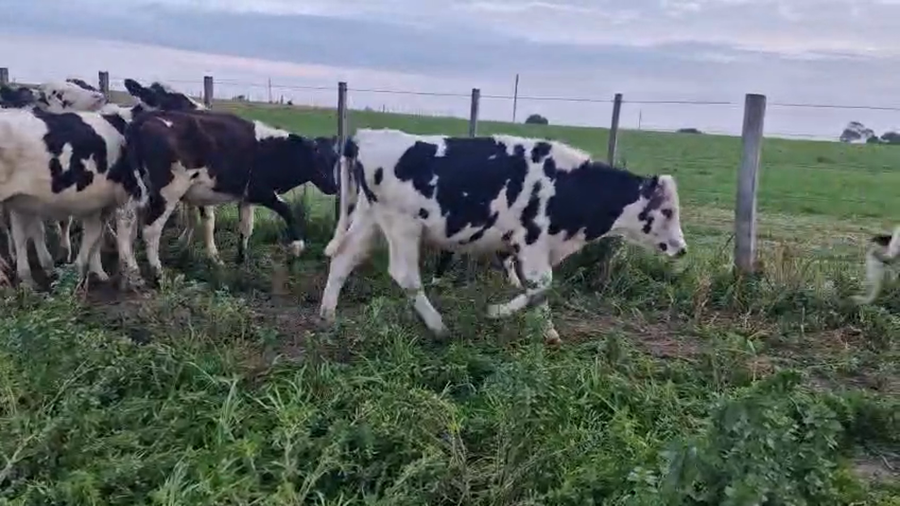 Lote 19 Terneras a remate en Pantalla Aniversario - Escritorio Camy, San José