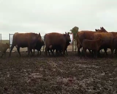 Lote 7 VAQ M.A.S PARIDAS DE LA PROMETIDA DE SANTA YVONNE.   1° PARICION.