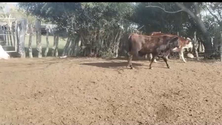Lote 80 Terneros