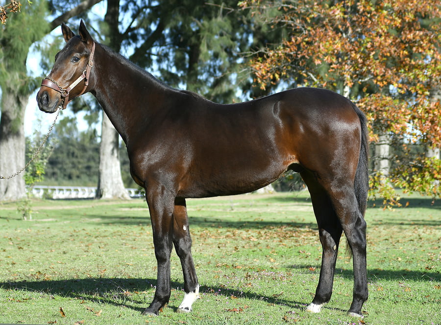 Lote MONTESQUIEU