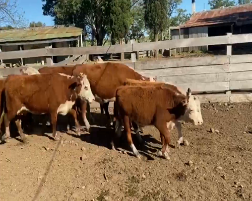 Lote 52 Piezas de cría en Paysandú