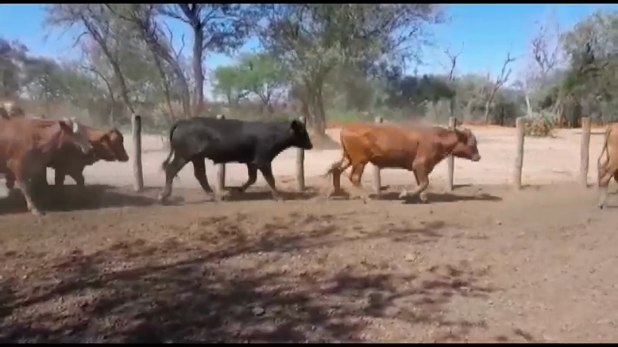 Lote 325 Novillitos en J.J. Castelli, Chaco