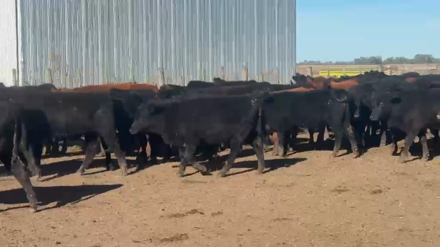 Lote 100 Novillitos