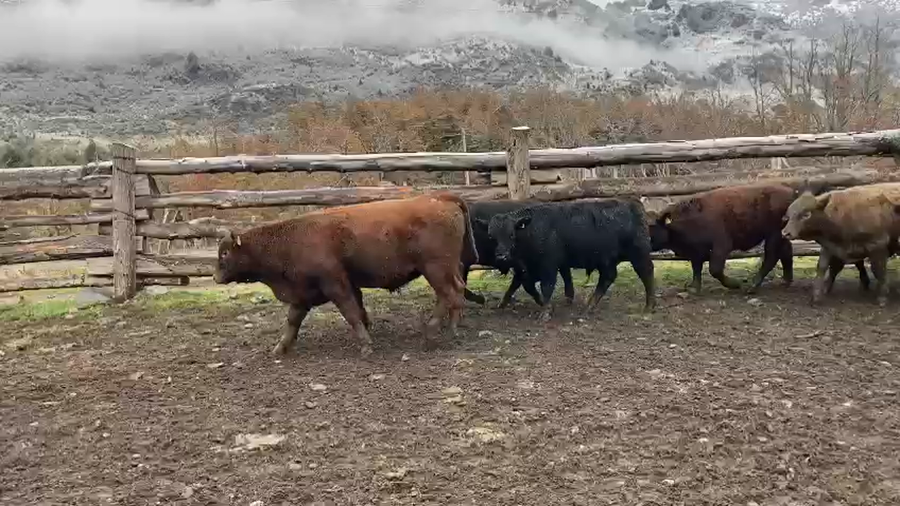 Lote 65 Ternero en Coyhaique, XI Región Aysén