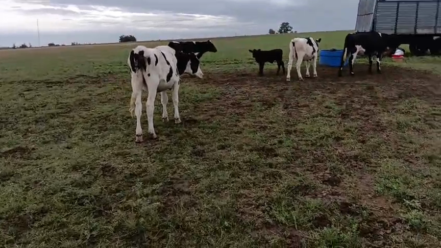 Lote 4 Terneros a remate en Pantalla Camy - Aniversario 31 Años, San José