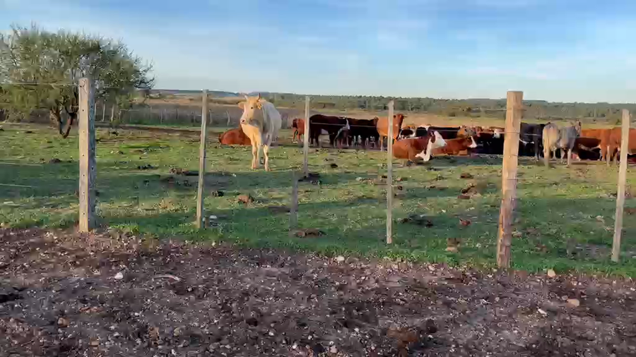 Lote 19 Vacas p/ invernar en Corrientes, Paso de Los Libres