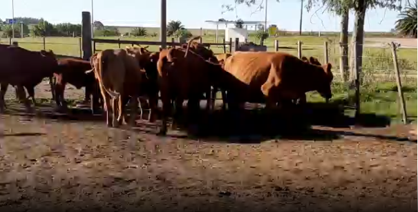 Lote 20 Piezas de cría en San José