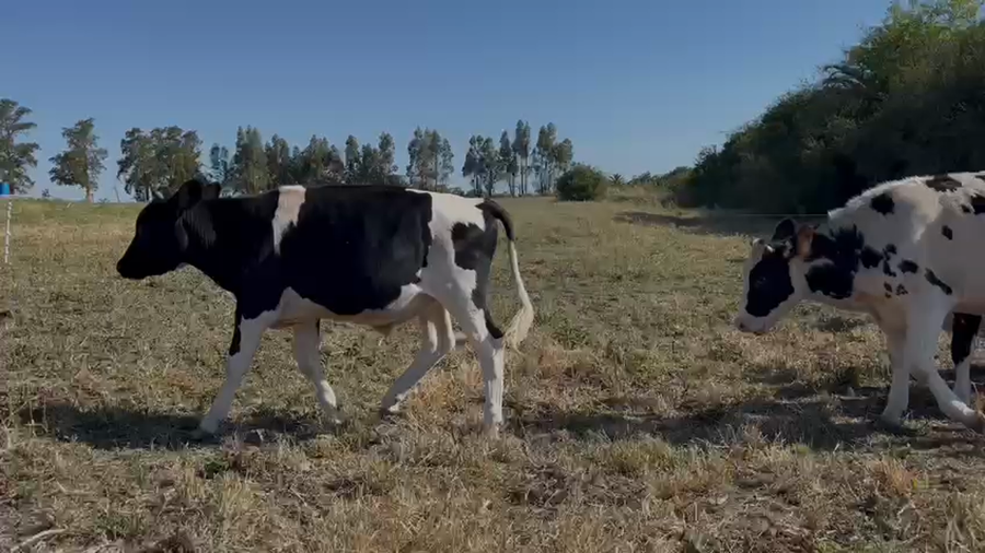 Lote Novillos y Vaquillonas