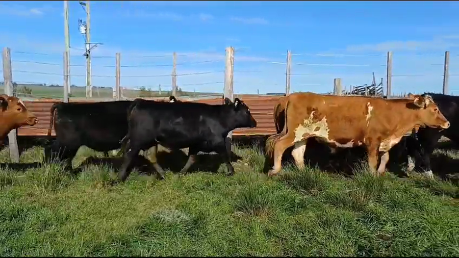 Lote (Vendido)9 Novillos 1 a 2 años ANGUS - HEREFORD/ ANGUS a remate en #35 Pantalla Carmelo 360kg -  en PUNTAS DE SAUCE
