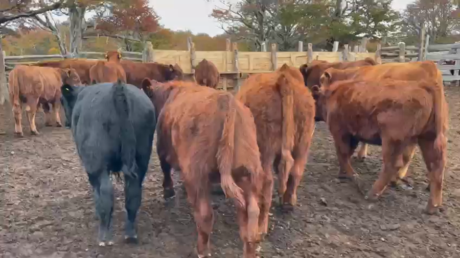 Lote 50 Ternero en Coyhaique, XI Región Aysén