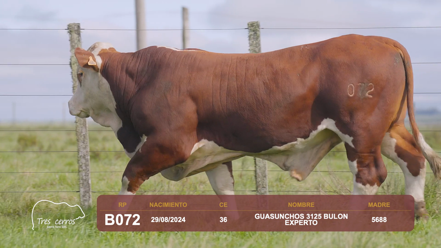 Lote RP B072