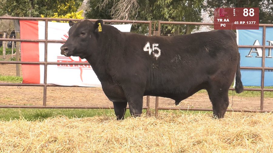 Lote TOROS ANGUS NEGROS  PC