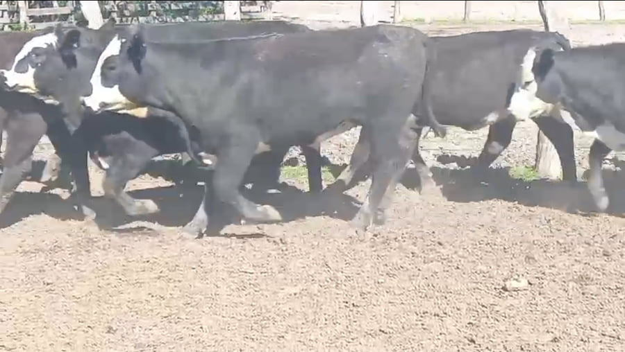 Lote 41 Vaquillonas en Corrientes, Curuzú-Cuatiá