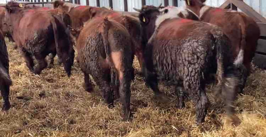 Lote 22 Novillo Gordo en XIV Región Los Ríos, Río Bueno