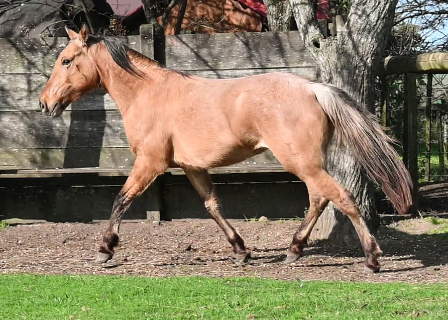 Lote CALABAZILLA MOLLES