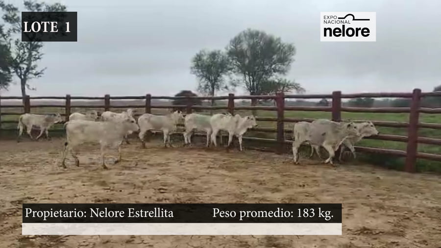 Lote Expo Nacional Terneras - Lote 01