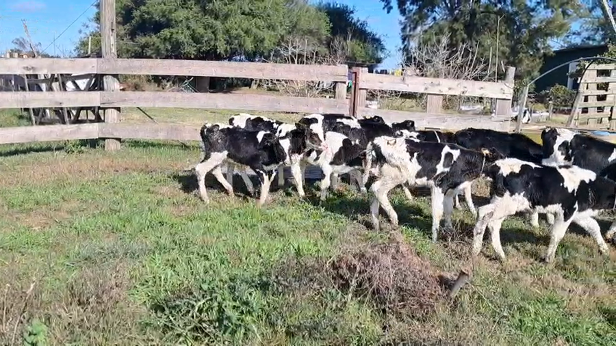 Lote TERNEROS