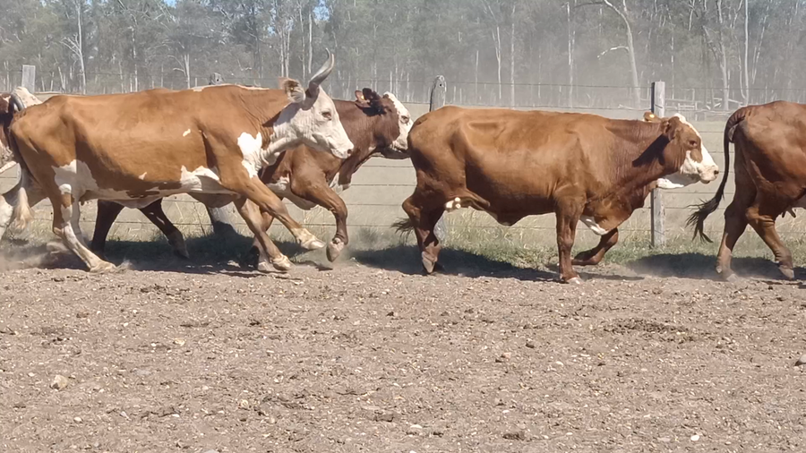 Lote 35 Vacas de invernar