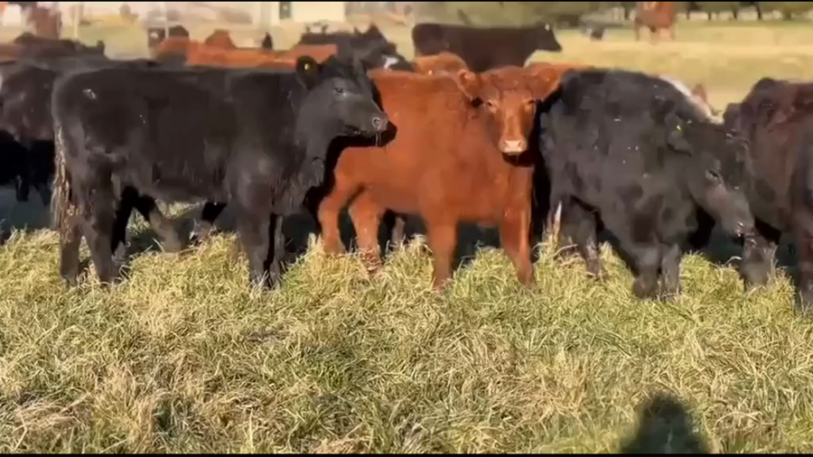 Lote 150 Novillitos