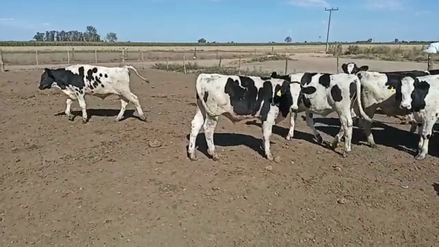 Lote 22 Novillitos en Porteña, Córdoba