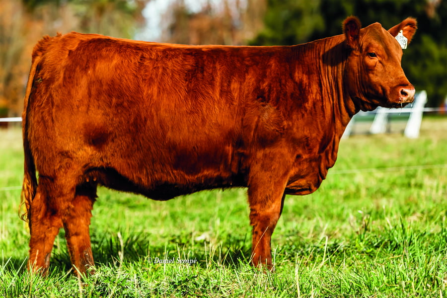 Lote TERNERAS PURAS DE PEDIGREE